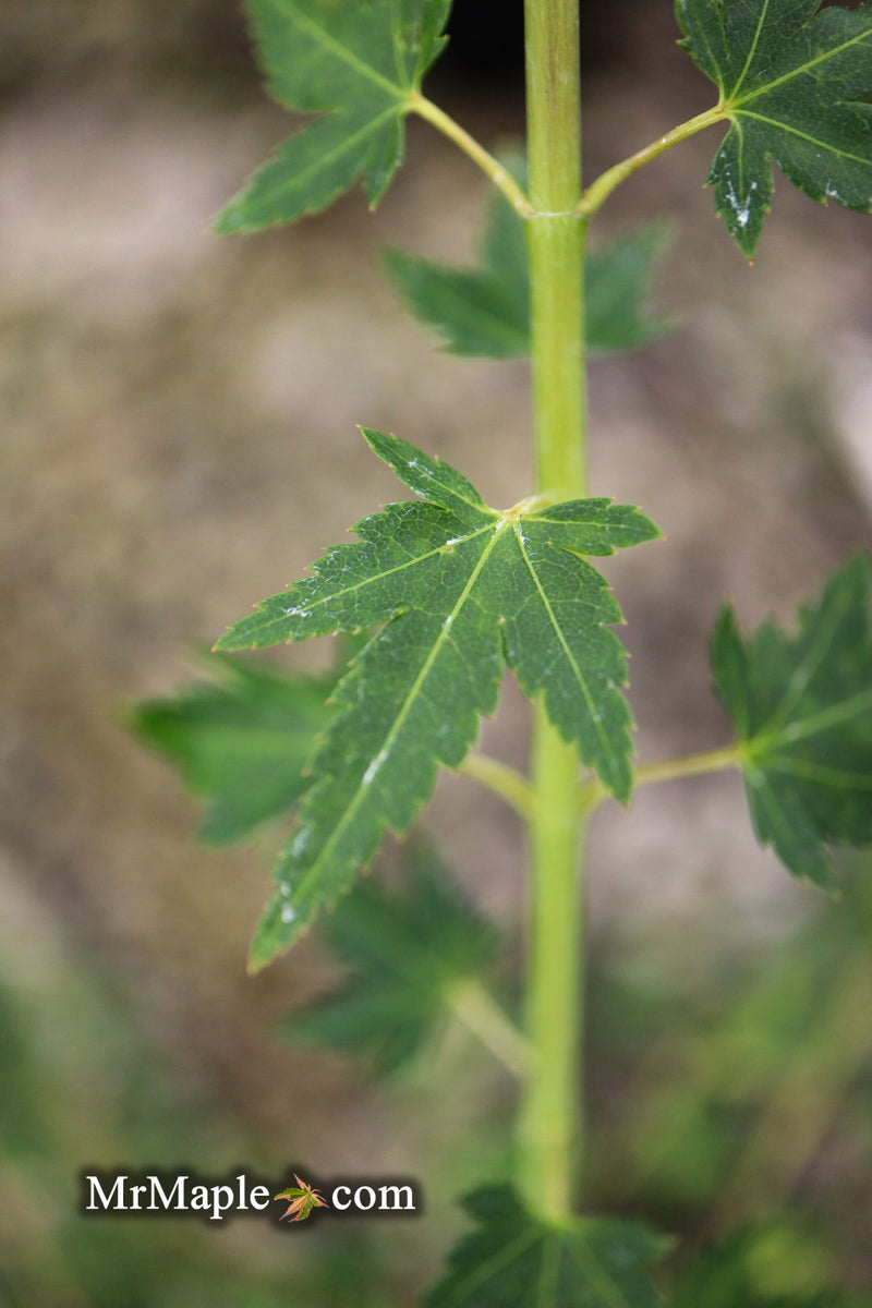 - Acer palmatum 'Tokyo yatsubusa' Dwarf Japanese Maple - Mr Maple │ Buy Japanese Maple Trees