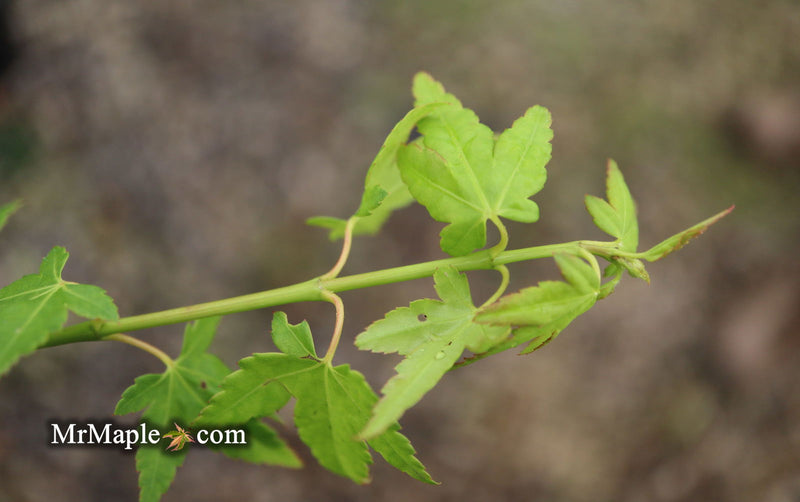 - Acer palmatum 'Tokyo yatsubusa' Dwarf Japanese Maple - Mr Maple │ Buy Japanese Maple Trees