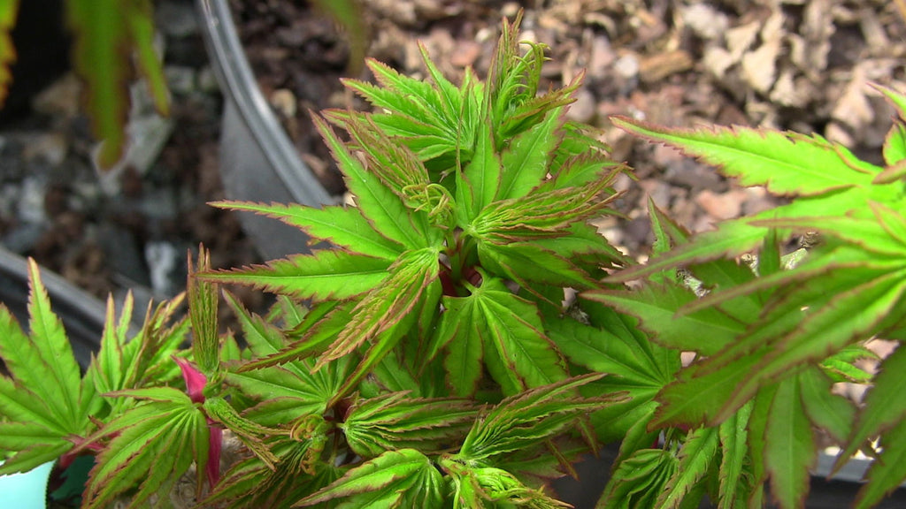 Acer palmatum 'Tom Thumb' Dwarf Japanese Maple — Mr Maple │ Buy