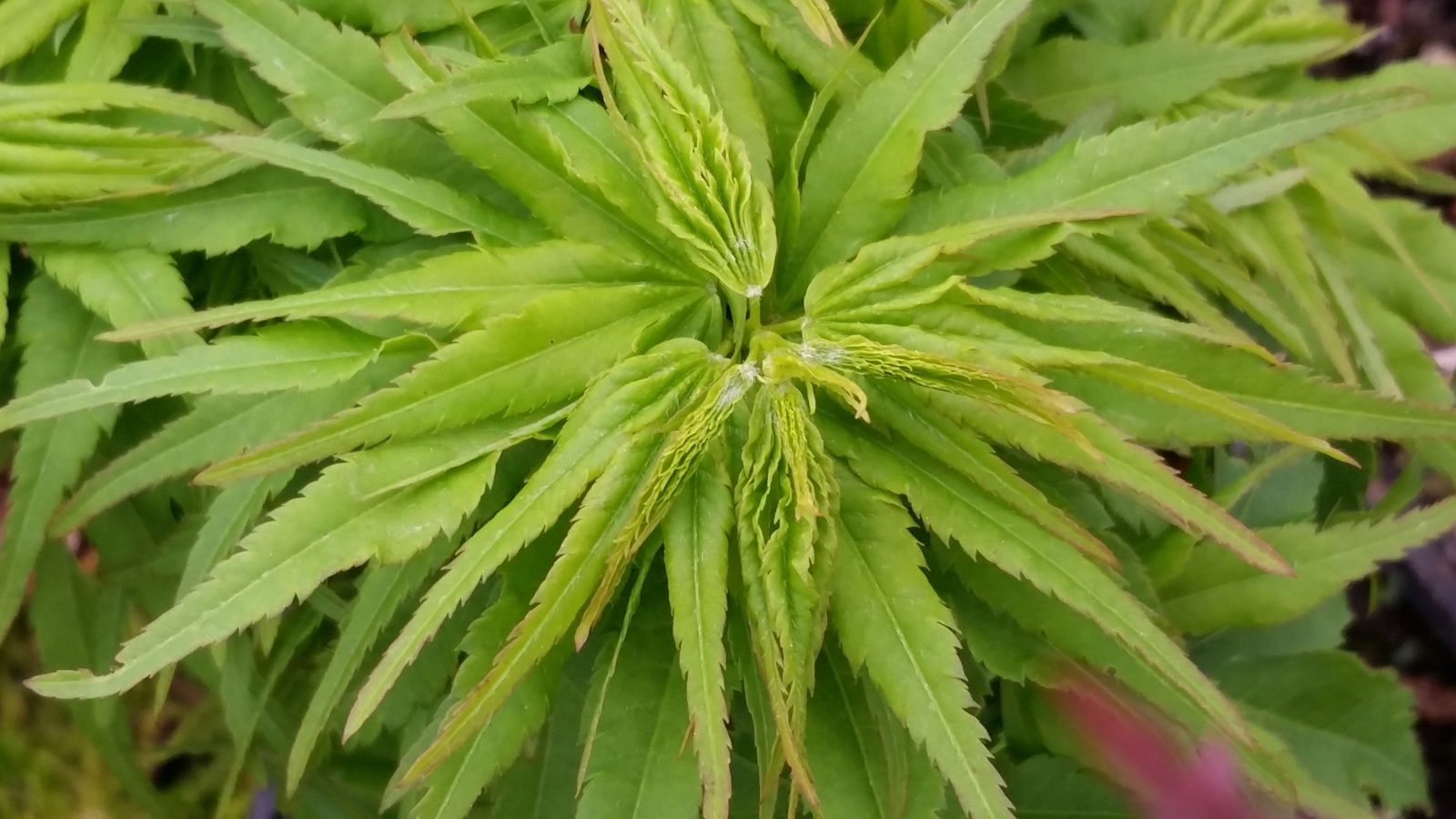 Acer palmatum 'Tom Thumb' Dwarf Japanese Maple — Mr Maple │ Buy