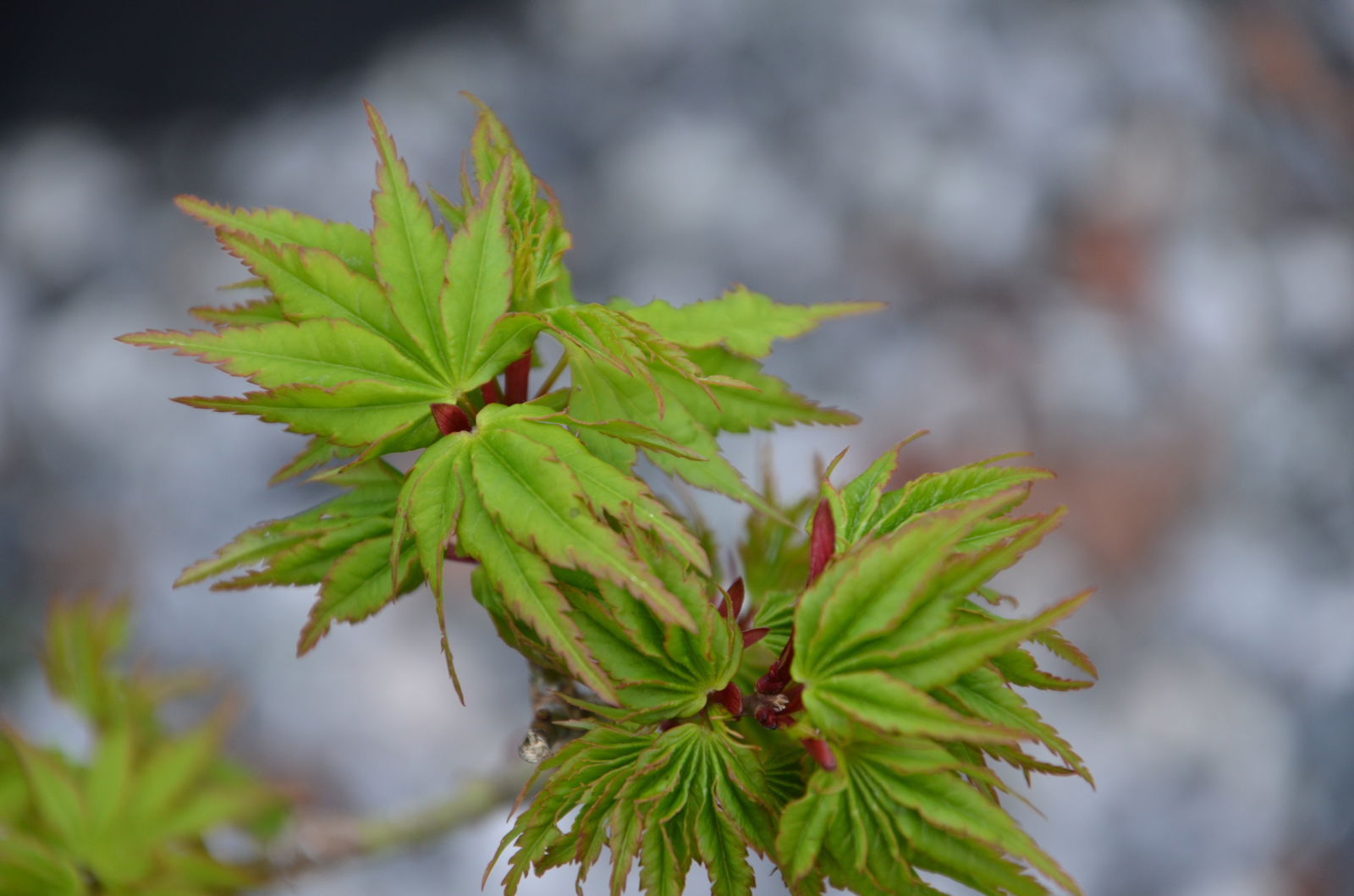 Acer palmatum 'Tom Thumb' Dwarf Japanese Maple — Mr Maple │ Buy