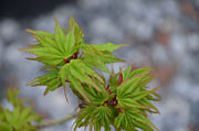 - Acer palmatum 'Tom Thumb' Dwarf Japanese Maple - Mr Maple │ Buy Japanese Maple Trees