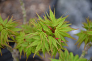 - Acer palmatum 'Tom Thumb' Dwarf Japanese Maple - Mr Maple │ Buy Japanese Maple Trees