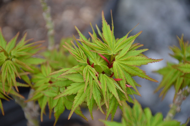 - Acer palmatum 'Tom Thumb' Dwarf Japanese Maple - Mr Maple │ Buy Japanese Maple Trees
