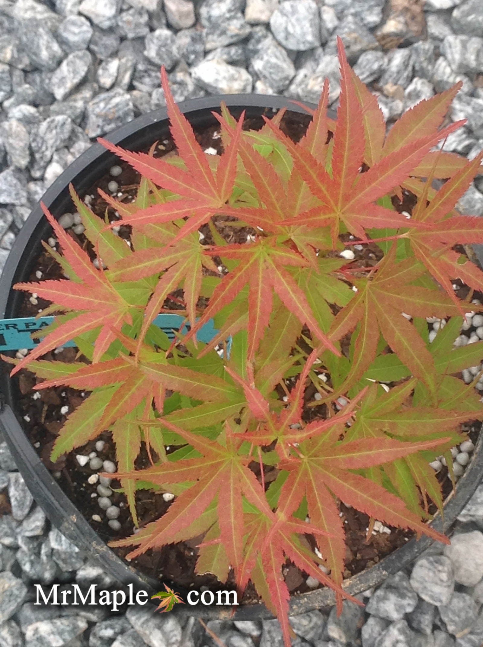 Acer palmatum 'Tom Thumb' Dwarf Japanese Maple — Mr Maple │ Buy