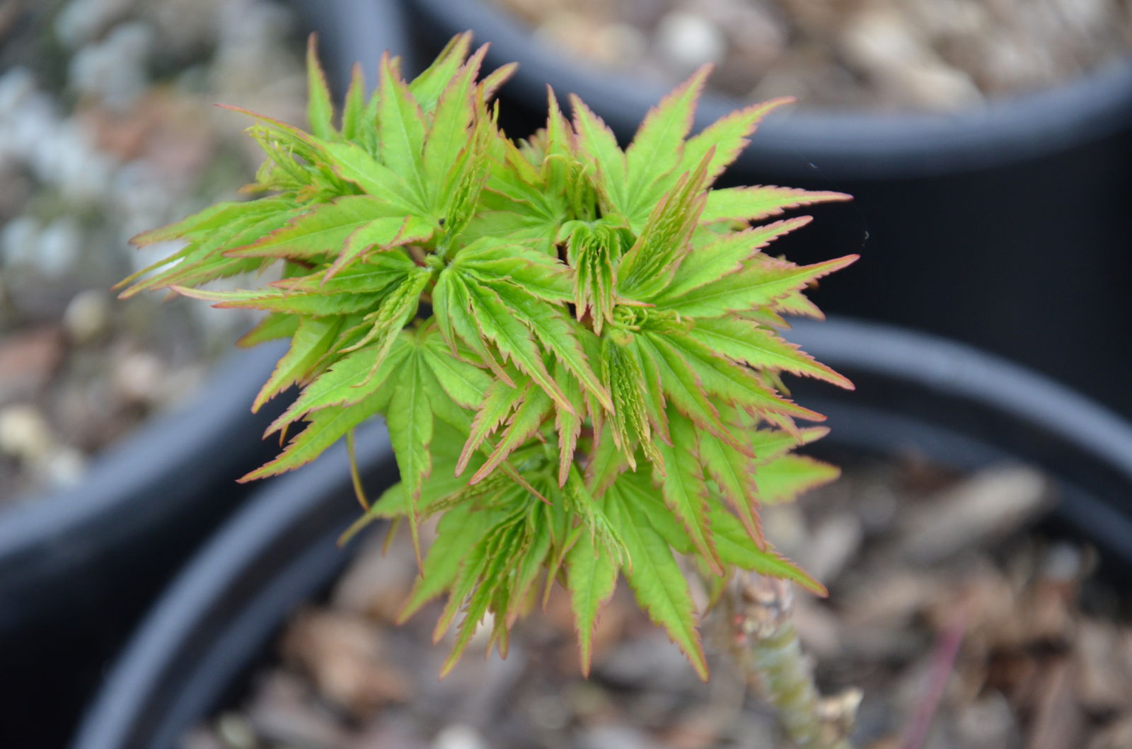 Acer palmatum 'Tom Thumb' Dwarf Japanese Maple — Mr Maple │ Buy