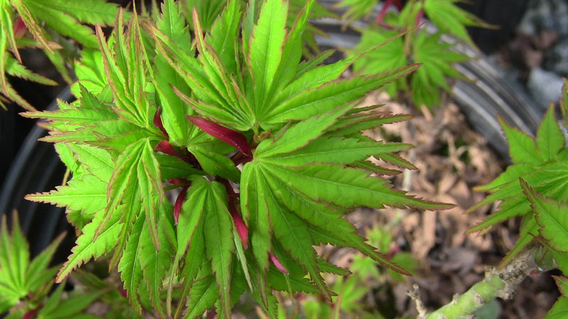 - Acer palmatum 'Tom Thumb' Dwarf Japanese Maple - Mr Maple │ Buy Japanese Maple Trees
