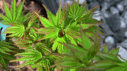 - Acer palmatum 'Tom Thumb' Dwarf Japanese Maple - Mr Maple │ Buy Japanese Maple Trees