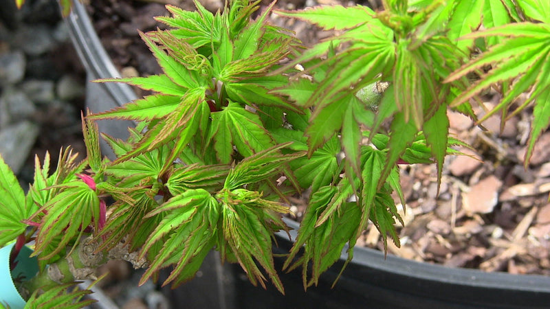 - Acer palmatum 'Tom Thumb' Dwarf Japanese Maple - Mr Maple │ Buy Japanese Maple Trees