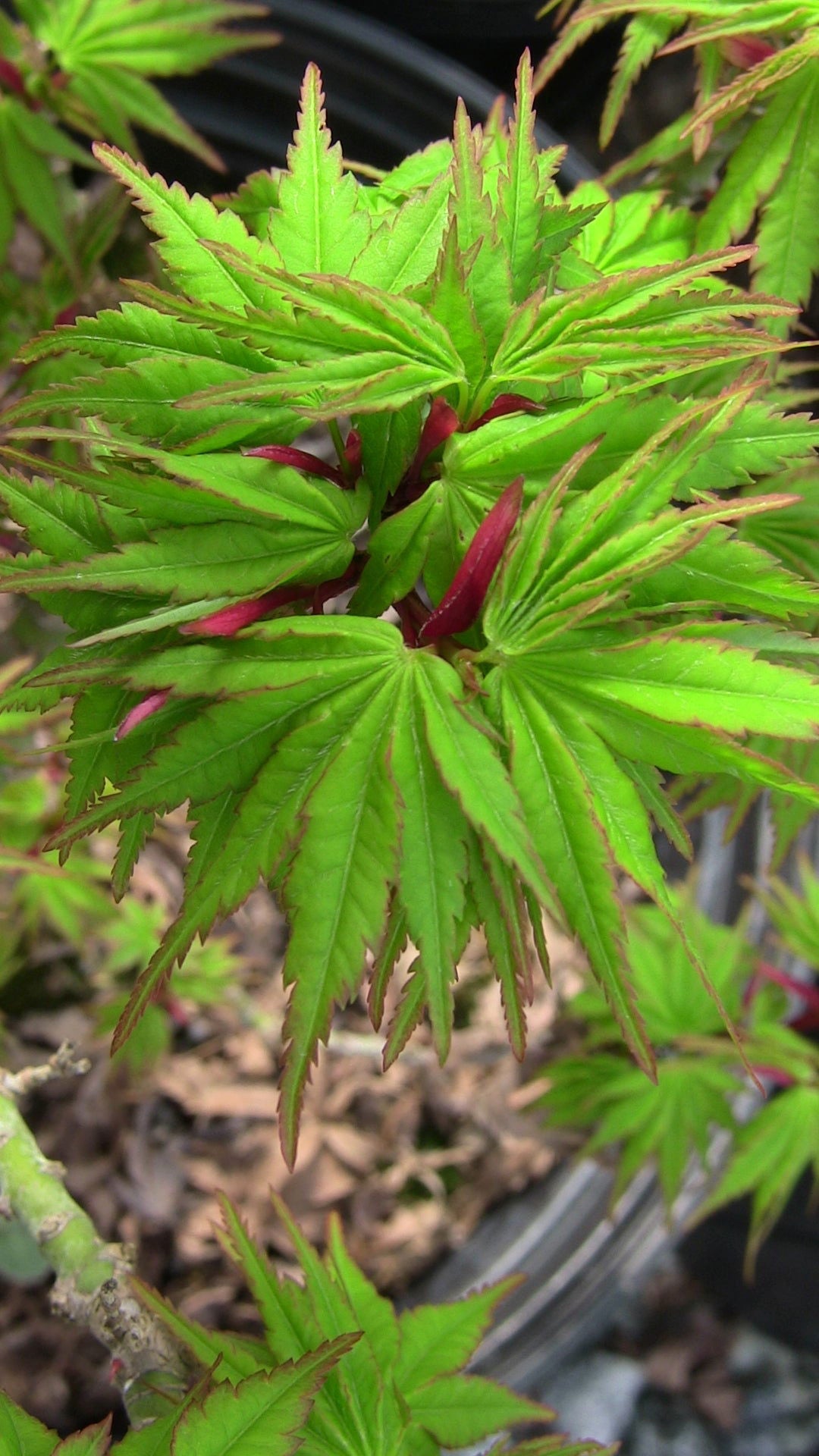 Acer palmatum 'Tom Thumb' Dwarf Japanese Maple — Mr Maple │ Buy