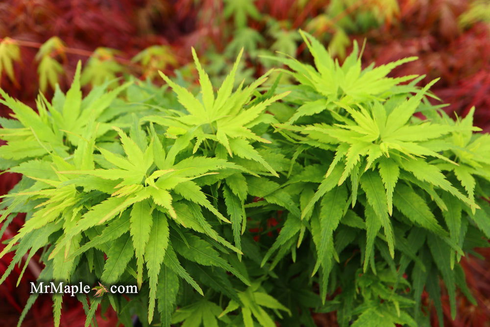 Acer palmatum 'Tom Thumb' Dwarf Japanese Maple — Mr Maple │ Buy