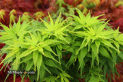 - Acer palmatum 'Tom Thumb' Dwarf Japanese Maple - Mr Maple │ Buy Japanese Maple Trees