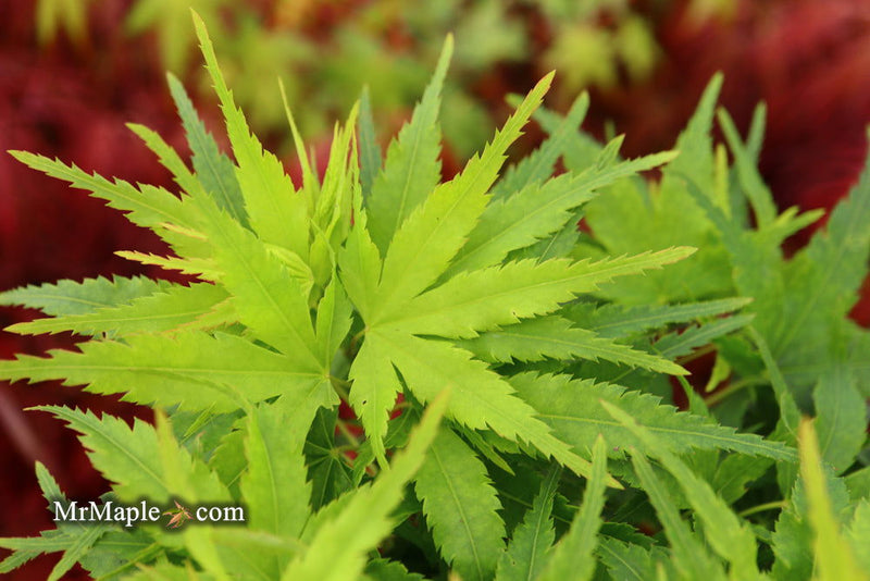 - Acer palmatum 'Tom Thumb' Dwarf Japanese Maple - Mr Maple │ Buy Japanese Maple Trees