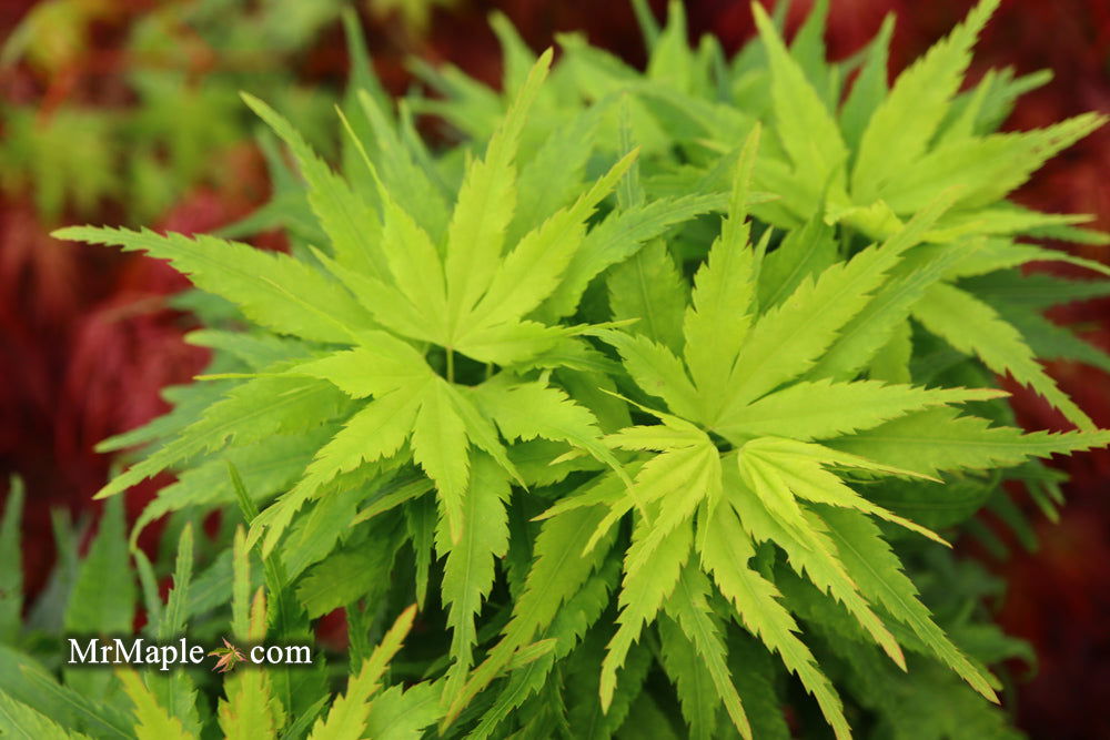 【とむとむアキ】 Acer palmatum 'Tom Thumb' Dwarf Japanese Maple — Mr Maple │ Buy