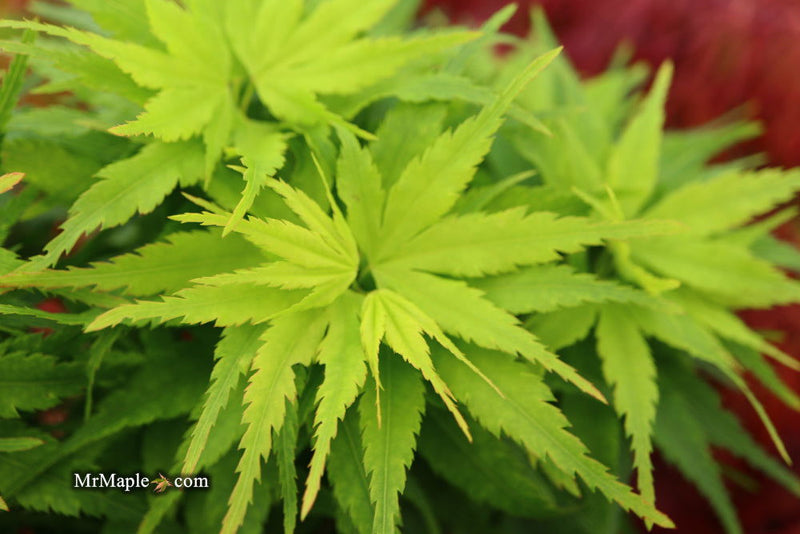 - Acer palmatum 'Tom Thumb' Dwarf Japanese Maple - Mr Maple │ Buy Japanese Maple Trees