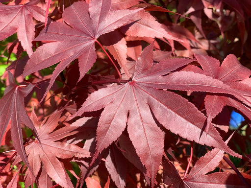 - Acer palmatum 'Torchlight' Japanese Maple - Mr Maple │ Buy Japanese Maple Trees