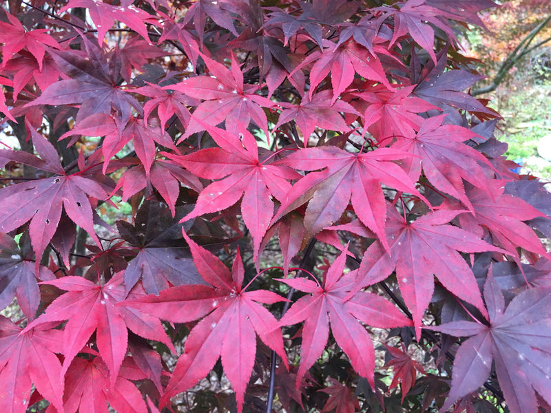 - Acer palmatum 'Torchlight' Japanese Maple - Mr Maple │ Buy Japanese Maple Trees