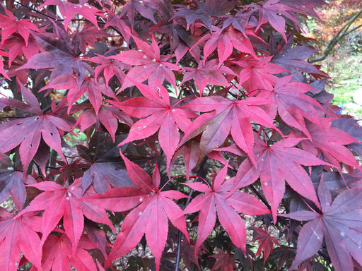 - Acer palmatum 'Torchlight' Japanese Maple - Mr Maple │ Buy Japanese Maple Trees