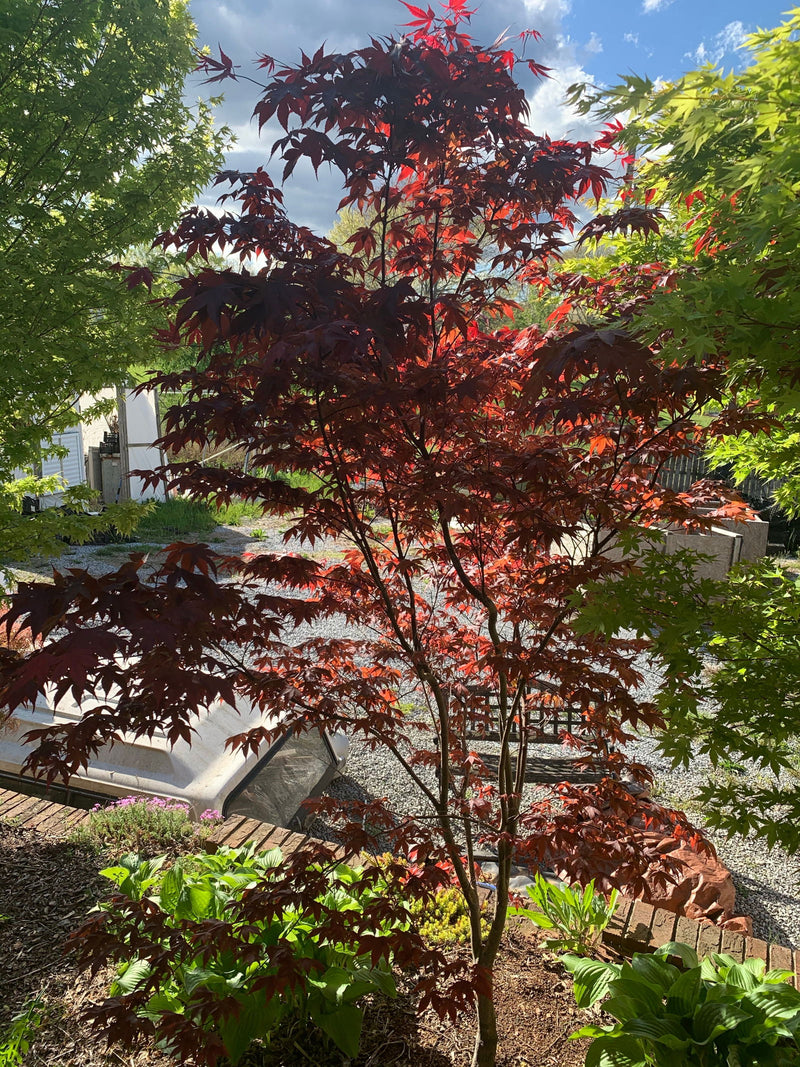 - Acer palmatum 'Torchlight' Japanese Maple - Mr Maple │ Buy Japanese Maple Trees