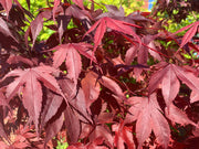 - Acer palmatum 'Torchlight' Japanese Maple - Mr Maple │ Buy Japanese Maple Trees