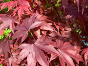 - Acer palmatum 'Torchlight' Japanese Maple - Mr Maple │ Buy Japanese Maple Trees