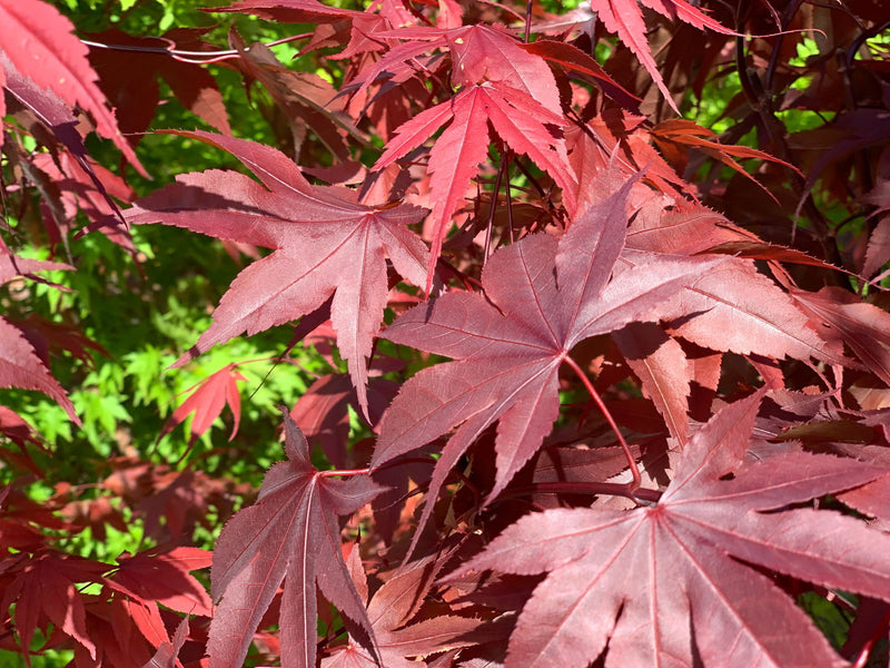 - Acer palmatum 'Torchlight' Japanese Maple - Mr Maple │ Buy Japanese Maple Trees