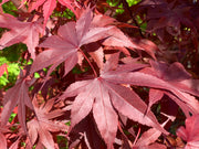 - Acer palmatum 'Torchlight' Japanese Maple - Mr Maple │ Buy Japanese Maple Trees