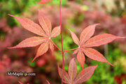 - Acer palmatum 'Torchlight' Japanese Maple - Mr Maple │ Buy Japanese Maple Trees