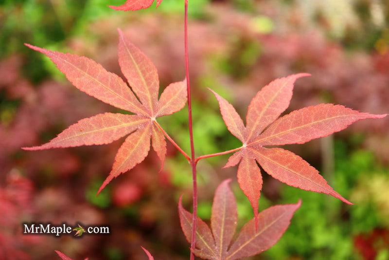 - Acer palmatum 'Torchlight' Japanese Maple - Mr Maple │ Buy Japanese Maple Trees