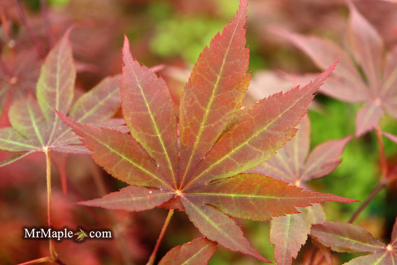 - Acer palmatum 'Torchlight' Japanese Maple - Mr Maple │ Buy Japanese Maple Trees