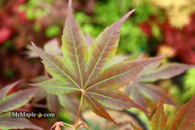 - Acer palmatum 'Torchlight' Japanese Maple - Mr Maple │ Buy Japanese Maple Trees
