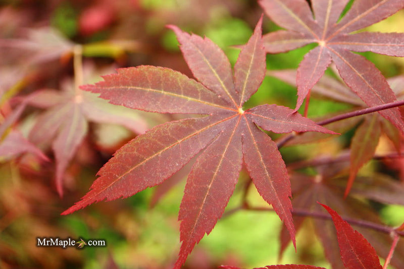 - Acer palmatum 'Torchlight' Japanese Maple - Mr Maple │ Buy Japanese Maple Trees