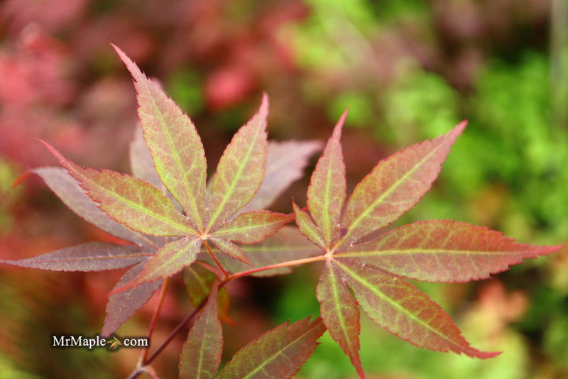 - Acer palmatum 'Torchlight' Japanese Maple - Mr Maple │ Buy Japanese Maple Trees