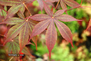 - Acer palmatum 'Torchlight' Japanese Maple - Mr Maple │ Buy Japanese Maple Trees