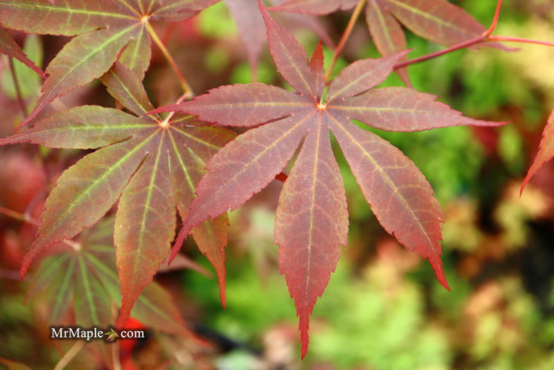 - Acer palmatum 'Torchlight' Japanese Maple - Mr Maple │ Buy Japanese Maple Trees