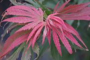 - Acer palmatum 'Toshi' Japanese Maple - Mr Maple │ Buy Japanese Maple Trees