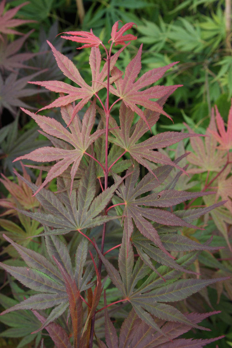 - Acer palmatum 'Toshi' Japanese Maple - Mr Maple │ Buy Japanese Maple Trees