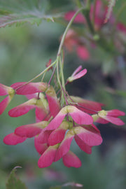 - Acer palmatum 'Toshi' Japanese Maple - Mr Maple │ Buy Japanese Maple Trees