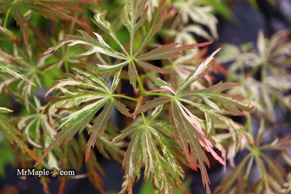Buy Acer palmatum 'Toyama nishiki' Japanese Maple — Mr Maple