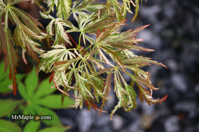 - Acer palmatum 'Toyama nishiki' Japanese Maple - Mr Maple │ Buy Japanese Maple Trees