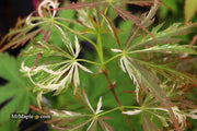 - Acer palmatum 'Toyama nishiki' Japanese Maple - Mr Maple │ Buy Japanese Maple Trees