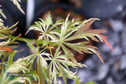 - Acer palmatum 'Toyama nishiki' Japanese Maple - Mr Maple │ Buy Japanese Maple Trees
