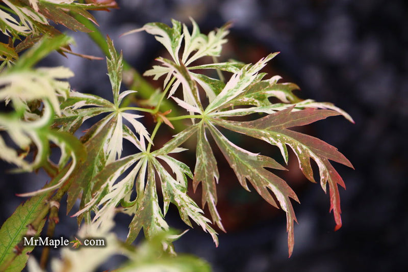 - Acer palmatum 'Toyama nishiki' Japanese Maple - Mr Maple │ Buy Japanese Maple Trees