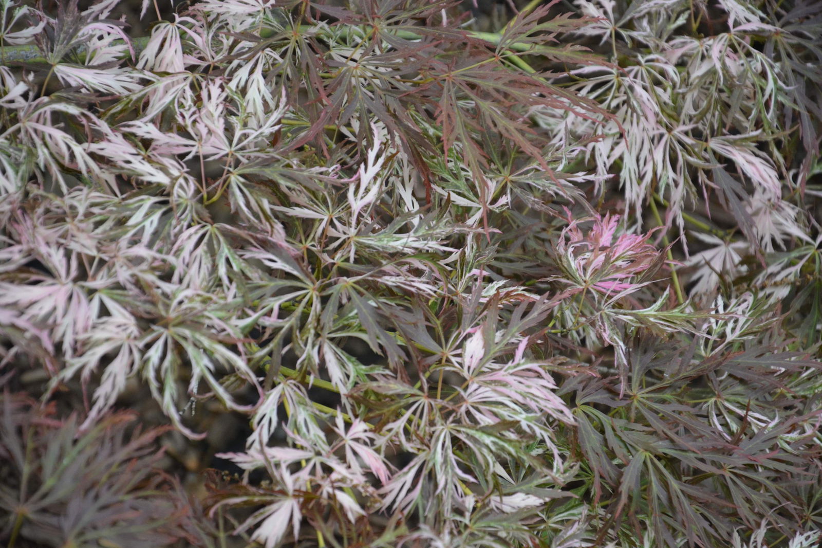 Buy Acer palmatum 'Toyama nishiki' Japanese Maple — Mr Maple