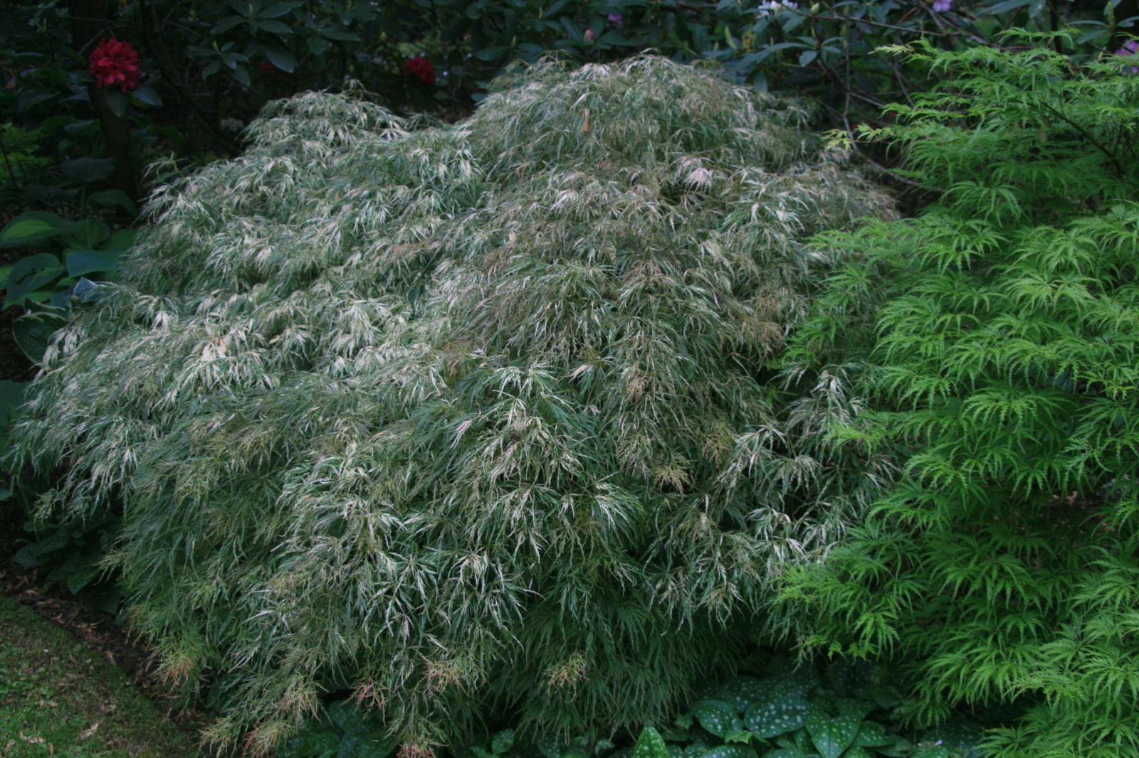 Buy Acer palmatum 'Toyama nishiki' Japanese Maple — Mr Maple