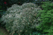 - Acer palmatum 'Toyama nishiki' Japanese Maple - Mr Maple │ Buy Japanese Maple Trees