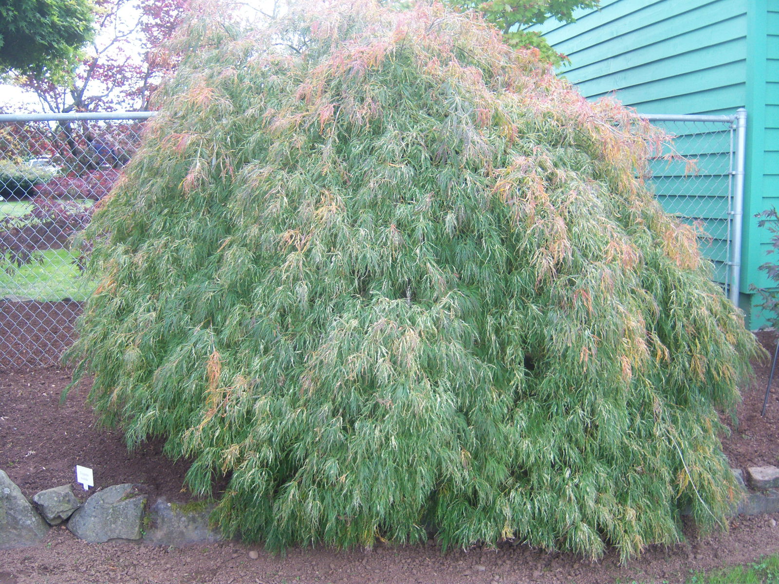 Buy Acer palmatum 'Toyama nishiki' Japanese Maple — Mr Maple