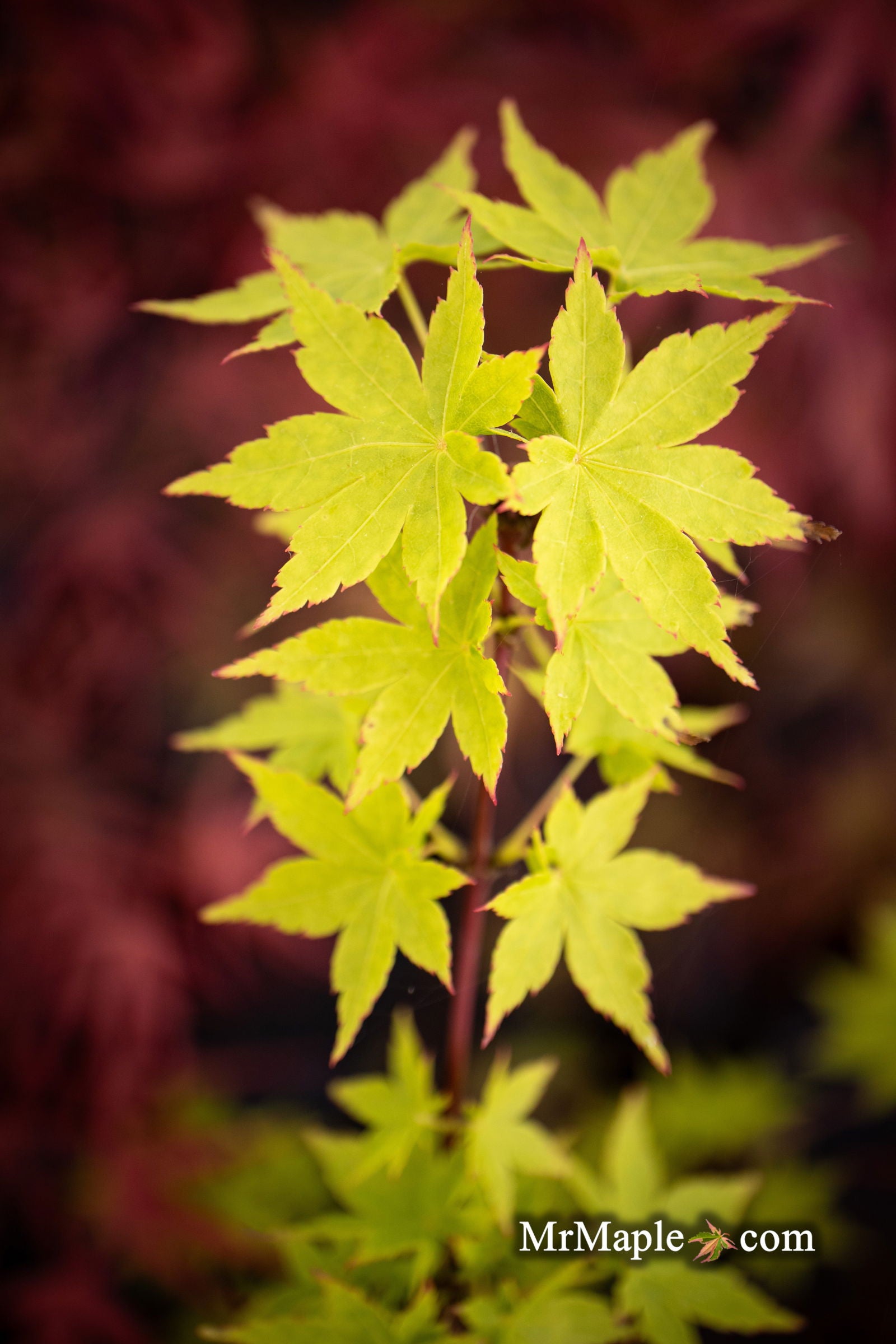 Buy Acer palmatum 'Tsukushigumo' Japanese Maple — Mr Maple │ Buy
