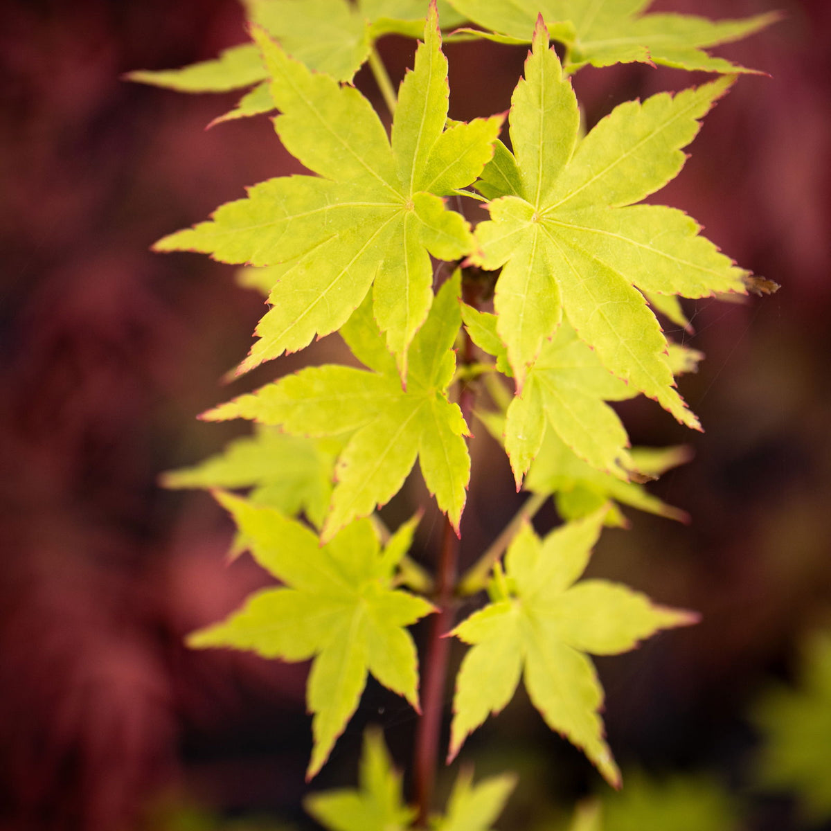 'Crimson dissectum palmatum Acer chunpon　キエーロ Queen' Maple Japanese Cutleaf その他