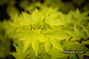- Acer palmatum 'Tsuchigumo' Japanese Maple - Mr Maple │ Buy Japanese Maple Trees